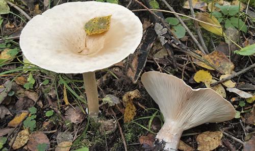 Грибы в сосновом лесу съедобные. Список лесных съедобных грибов с фото и советы начинающим грибникам 09