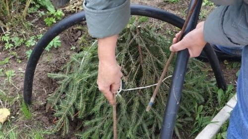 Можно ли сажать розы в августе в ленинградской области. Правильная посадка роз осенью