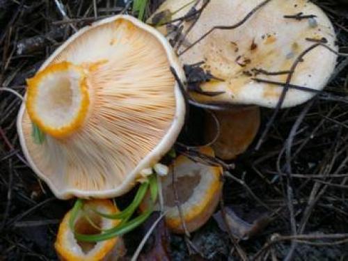 С чем можно перепутать рыжики. Рыжики тоже бывают разными!