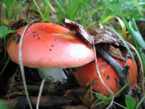 Какие грибы растут в сосновом бору. Список лесных съедобных грибов с фото и советы начинающим грибникам 05