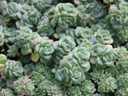 Дерево любви. Аихризон или дерево любви