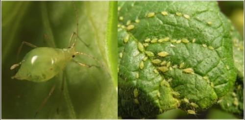 Груша цветет, но плоды не завязываются. Причины отсутствия плодов