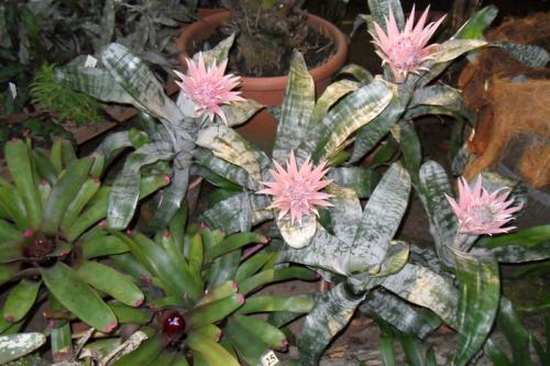 Цветок бромелия приметы. Бромелия