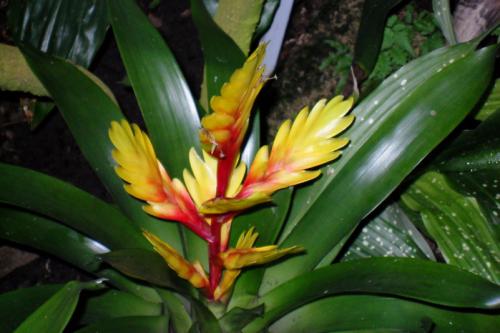 Цветок бромелия приметы. Бромелия