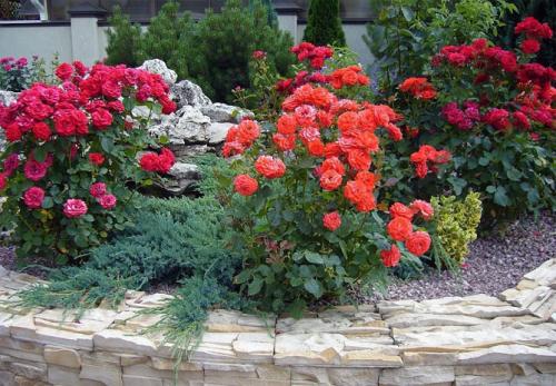 Можно ли сажать розы в августе в средней полосе. Выбор места, подготовка почвы