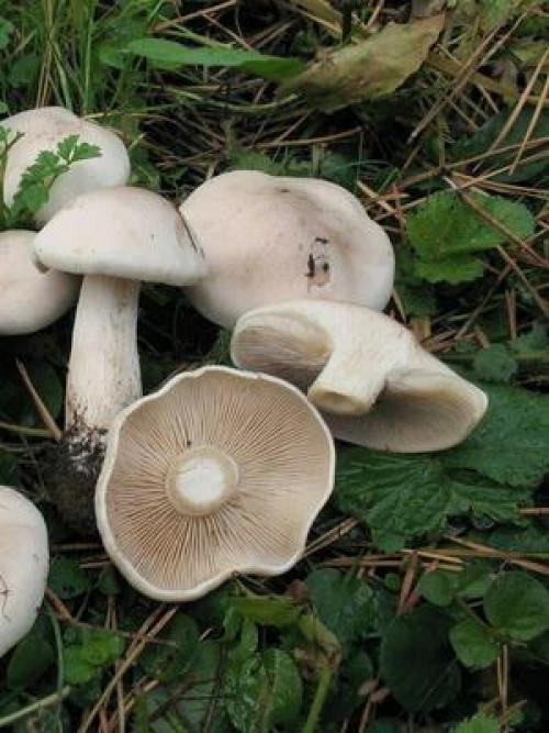 Грибы рядовки когда собирать. Где и когда собирать гриб синий корень