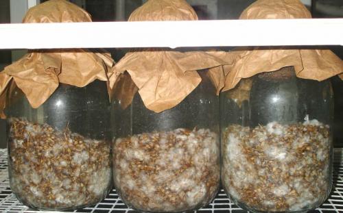 Какие грибы можно выращивать в домашних условиях круглый год. Выращивать грибы дома, оказалось выгодным занятием. Это легко сделать.