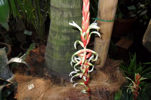 Цветок бромелия приметы. Бромелия