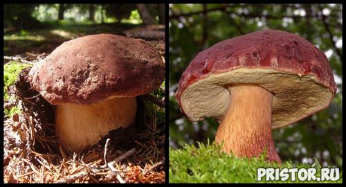 Белые грибы есть ли ложные. Как отличить белый гриб от ложного 05