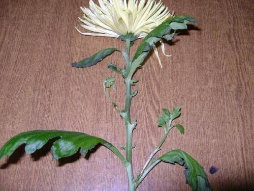 Черенкование хризантем осенью в домашних условиях. Как размножить хризантему из букета. Простой способ черенкования 18