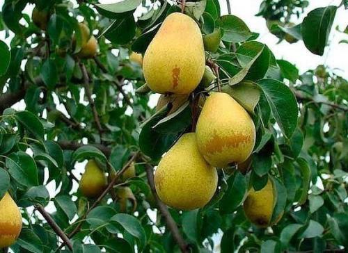 Как ускорить плодоношение груши. 5 СПОСОБОВ ЗАСТАВИТЬ ГРУШУ ПЛОДОНОСИТЬ БЫСТРЕЕ в закладки 5