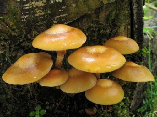 Съедобные грибы растущие на березе. 1 Съедобные грибы на деревьях