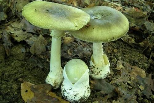 гриб пластинчатый с коричневой шляпкой. съедобные и ядовитые пластинчатые грибы
