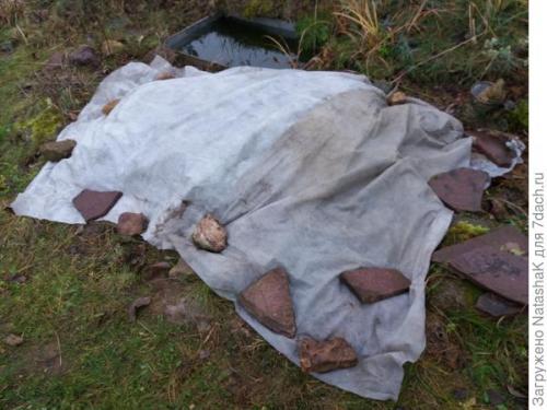 Как укрыть хвойные растения на зиму. Хвойные и зимовка –, что накрываем, а что нет