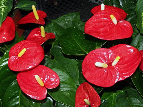 Дерево счастья растение комнатное. Цветы на удачу, деньги и семейное счастье 10