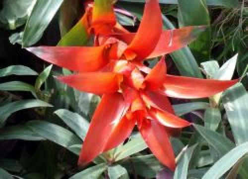 Бромелия приметы и суеверия. Народные приметы: что можно, что нельзя? 12