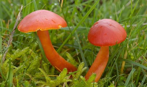 Какие грибы растут в сосновом бору. Список лесных съедобных грибов с фото и советы начинающим грибникам 11