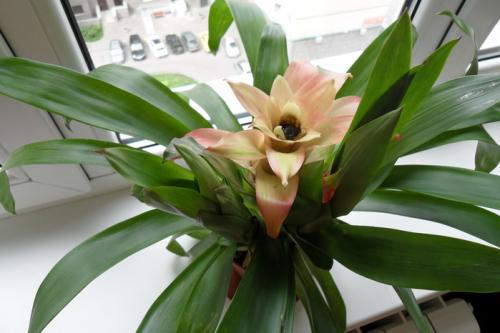 Цветок бромелия приметы. Бромелия