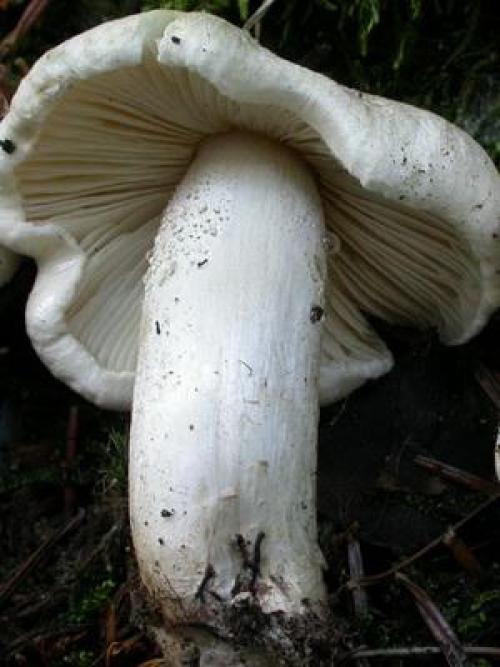 Грибы рядовки когда собирать. Где и когда собирать гриб синий корень