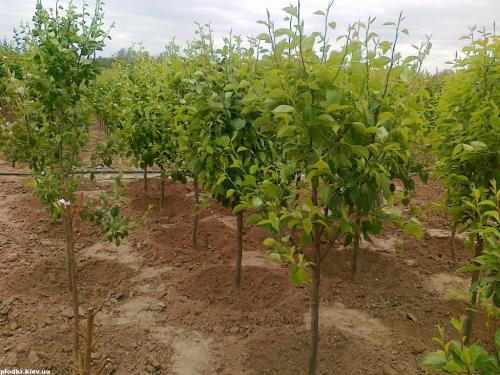 Груша цветет, но плоды не завязываются. Причины отсутствия плодов