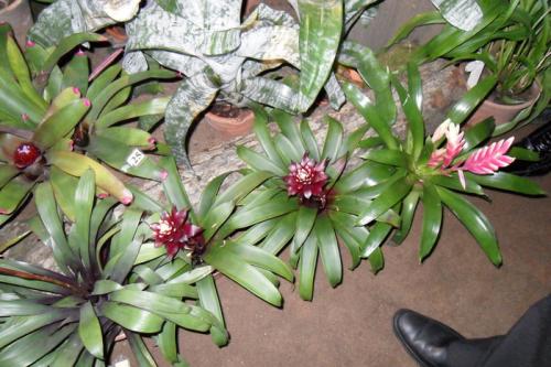 Цветок бромелия приметы. Бромелия