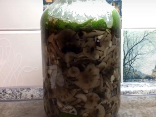 Как солить опята холодным способом