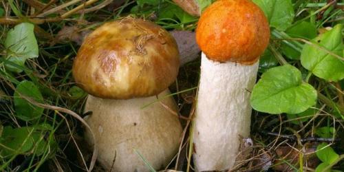 Белый гриб ядовитый гриб или нет. Как отличить ядовитые грибы от съедобных
