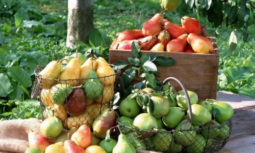 Груша цветет, но плоды не завязываются. Причины отсутствия плодов