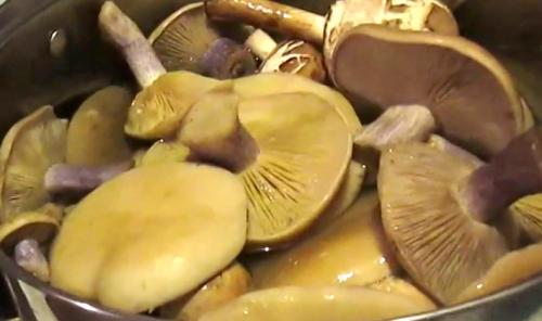 Рядовки жареные в сметане. Жареные рядовки: рецепты, как правильно приготовить грибы