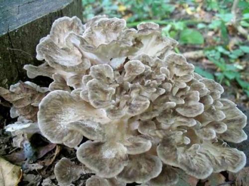 Съедобные грибы растущие на березе. 1 Съедобные грибы на деревьях