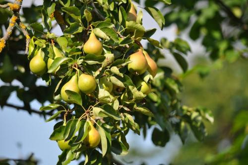 Народные средства от парши груши. Чем обработать грушу осенью от парши. Лучшие средства