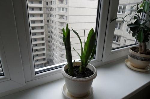 Цветок бромелия приметы. Бромелия