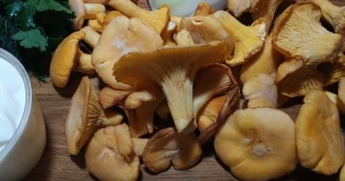 Как готовить лисички. Рецепты с грибами лисичками — 4 способа приготовить вкусные блюда из лесных грибов