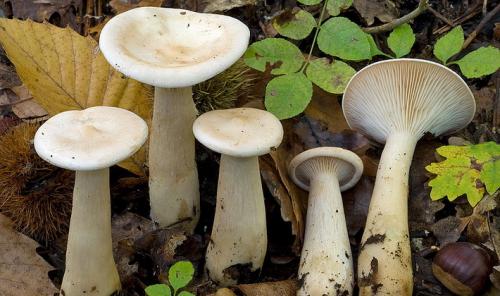 Какие грибы растут в сосновом бору. Список лесных съедобных грибов с фото и советы начинающим грибникам 16