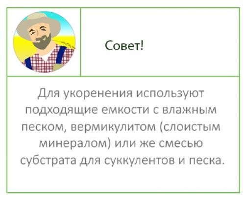 Дерево любви. Аихризон или дерево любви