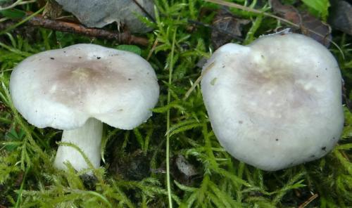 Какие грибы растут в сосновом бору. Список лесных съедобных грибов с фото и советы начинающим грибникам 07