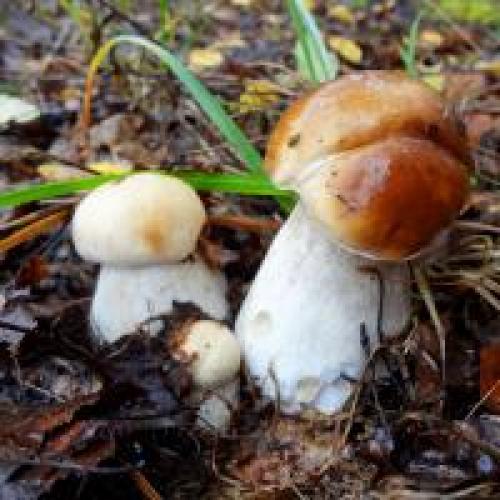 Съедобные грибы википедия. Грибы съедобные