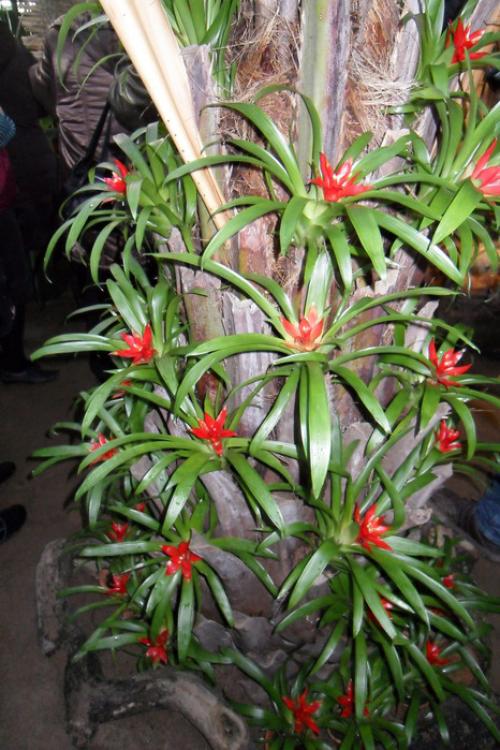 Цветок бромелия приметы. Бромелия