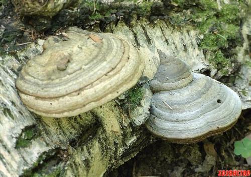 Наросты на деревьях грибы. Грибы на деревьях - древесный «туберкулез»