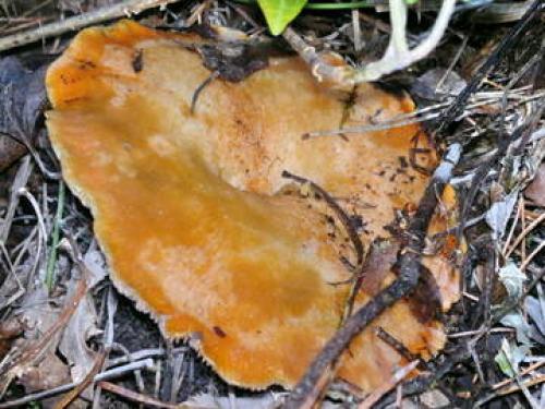 С чем можно перепутать рыжики. Рыжики тоже бывают разными!