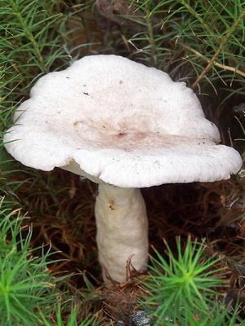 Волнушки ложные. Есть ли ложные волнушки и как их отличить от съедобных грибов?