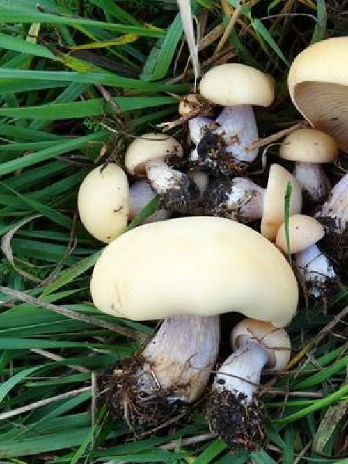 Грибы рядовки когда собирать. Где и когда собирать гриб синий корень