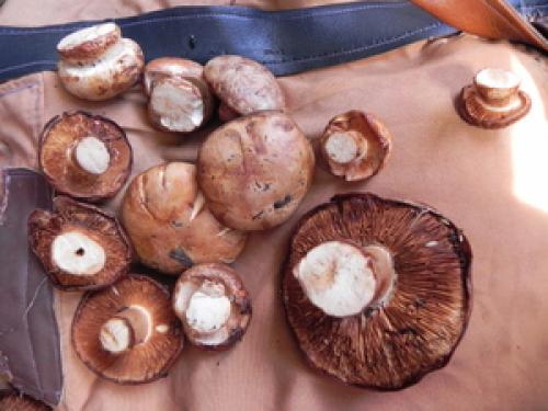 Рядовки серые грибы, как готовить. Рецеп.  Приготовление серой рядовки 01