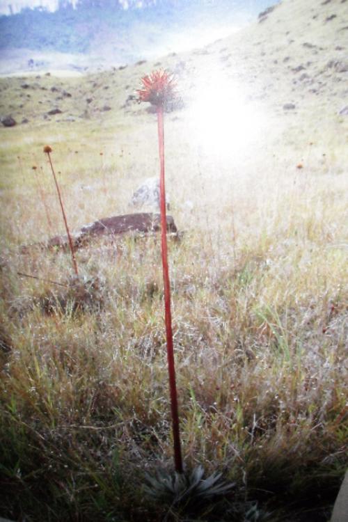 Цветок бромелия приметы. Бромелия
