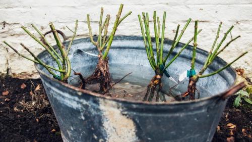 Можно ли сажать розы в августе в ленинградской области. Правильная посадка роз осенью