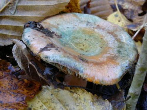 С чем можно перепутать рыжики. Рыжики тоже бывают разными!