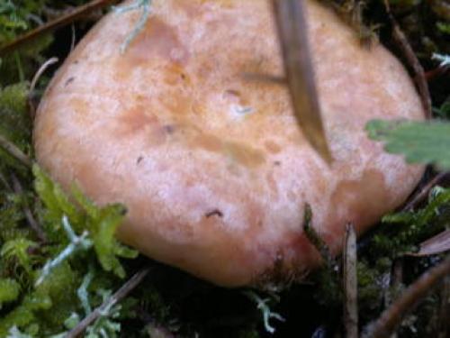 С чем можно перепутать рыжики. Рыжики тоже бывают разными!