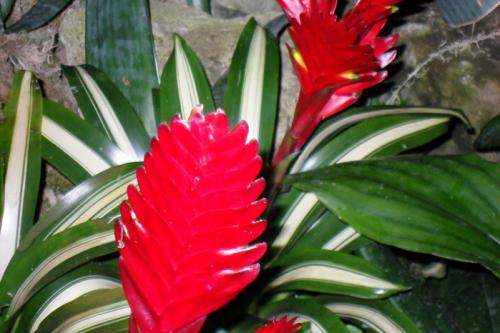 Цветок бромелия приметы. Бромелия