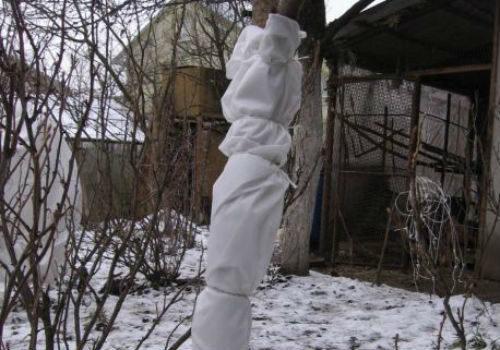 Чем утеплить саженцы плодовых деревьев на зиму. Как правильно утеплить молодую и взрослую яблоню на зиму