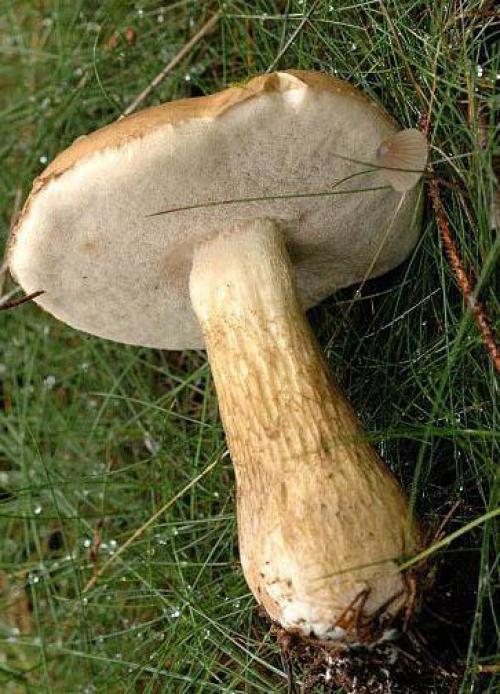 Бывают ли белые грибы ложные. Как отличить белый гриб 04